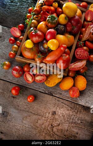 Sommerernte von Tomaten verschiedener Sorten und Farben auf einem Holztisch Draufsicht. Mehrfarbiges Gemüse - Tomaten. Speicherplatz kopieren. Stockfoto