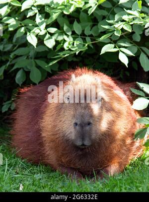 Die Capybara ist ein gigantisches Nagetier, das in Südamerika beheimatet ist. Es ist das größte lebende Nagetier. Auch capivara genannt Stockfoto