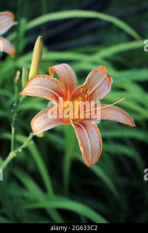 Eine Liliensorte, die in der Türkei angebaut wird. Orange Lilienblume. lilium cernuum. Stockfoto