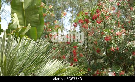 Rote Beeren am Baum, Gartenarbeit in Kalifornien, USA. Natürlicher atmosphärischer botanischer Nahaufnahme Hintergrund. Viburnum, Frühling oder Herbst Morgengarten oder Fores Stockfoto