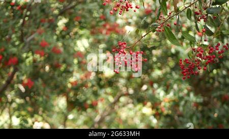 Rote Beeren am Baum, Gartenarbeit in Kalifornien, USA. Natürlicher atmosphärischer botanischer Nahaufnahme Hintergrund. Viburnum, Frühling oder Herbst Morgengarten oder Fores Stockfoto