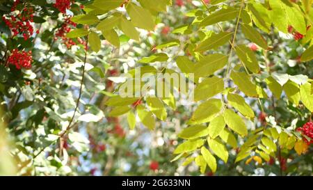 Rote Beeren am Baum, Gartenarbeit in Kalifornien, USA. Natürlicher atmosphärischer botanischer Nahaufnahme Hintergrund. Viburnum, Frühling oder Herbst Morgengarten oder Fores Stockfoto