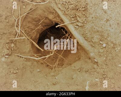 Kaninchenloch unter einer Auswahl von Wurzeln in einem Sandweizen, der in der Hase von Kishire abgefeilt wurde Stockfoto