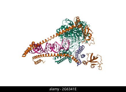 Struktur der replizierenden SARS-CoV-2-Polymerase, nicht-strukturelle Proteine 8 (braun), 7 (violett) und 12 (grün) abgebildet, 3D-Cartoon-Modell Stockfoto