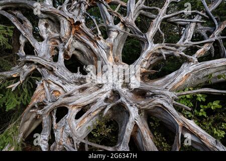 Nahaufnahme der alten Wurzelplatte eines Baumes nach dem Windwurf Stockfoto