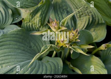 Nahaufnahme Grüne Hostapflanze mit Blütenknospen im Garten Stockfoto
