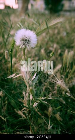 Flauschiger Dandelion im grünen Gras Stockfoto