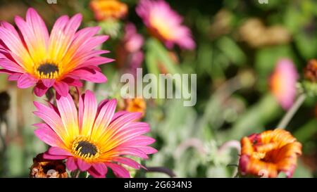 Bunte Blumen von Daisy oder marguerite, Kalifornien, USA. Aster- oder Umhang Ringelblume, mehrfarbig, violett, blüht. Home Gartenarbeit, amerikanische dekorative ornam Stockfoto