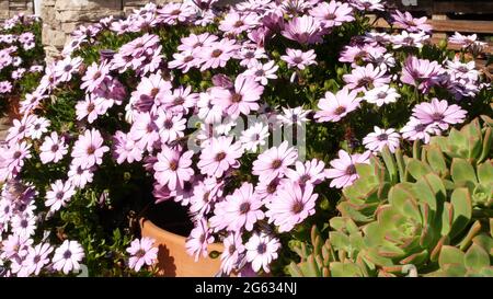 Bunte Blumen von Daisy oder marguerite, Kalifornien, USA. Aster- oder Umhang Ringelblume, mehrfarbig, violett, blüht. Home Gartenarbeit, amerikanische dekorative ornam Stockfoto