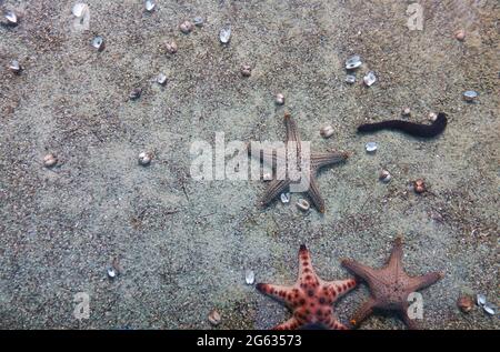 Seesterne, Seegurken und viele Muscheln auf dem Sandboden, in einem Aquarium dargestellt, mit Blick durch kristallklares Meerwasser. Stockfoto