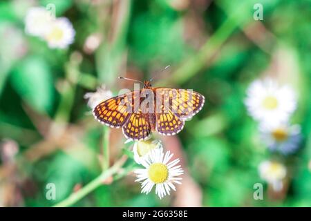 Heide fritillary kleinen orangen Schmetterling sitzt auf Gänseblümchen fleabane weißen Blüten in Sommerfeldern, Draufsicht Stockfoto