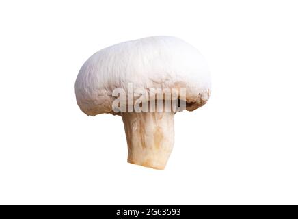 Geschälte Champignon isoliert auf weißem Hintergrund. Nahaufnahme von essbaren Pilzen Stockfoto