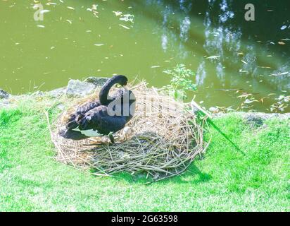 Schwarzer Schwan brütet Eier auf Nest in der Nähe des Sees. Cygnus atratus brütet Wildvögel Stockfoto