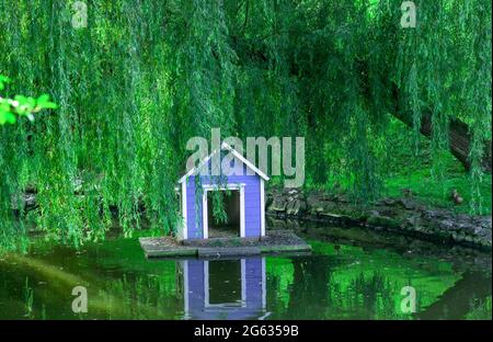 Kleines blaues Schwanenhaus am Teich unter Weidenbaum im grünen Park. Sommerlandschaft mit hellen Vögeln Zuhause schwimmend auf dem Wasser Stockfoto