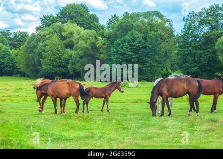 Eine Herde wunderschöner Wildpferde und Fohlen grasen auf grünen Sommerfeldern am blauen Himmel. Sommerlandschaft mit Pferdegruppe in der Nähe von Wald am Sonnentag Stockfoto