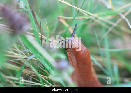 Braune spanische Schnecke krabbelt im Sommergarten. Arion vulgaris Porträt in grünem Gras, selektiver Fokus Stockfoto