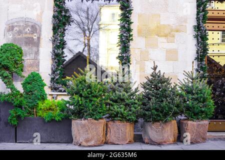 Kleine beleuchtete Fichten in Tpfen an der Strae vor dem Haus. Vergossene  immergrne Pflanzen in der Nhe der Haustr, weihnachtliche Einrichtung  Stockfotografie - Alamy