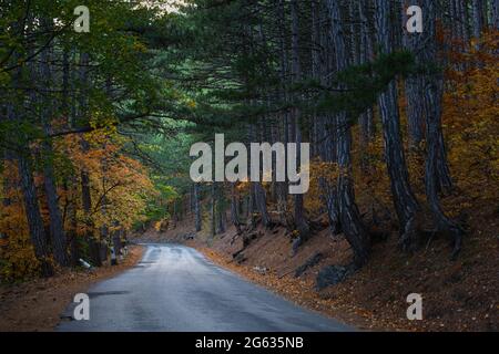 Herbstwaldstraße. Eine leere, einsame Landschaft. Asphaltstraße Serpentin in einer bergigen Gegend. Schöne Herbstlandschaft mit hohen Kiefern, Laub tr Stockfoto