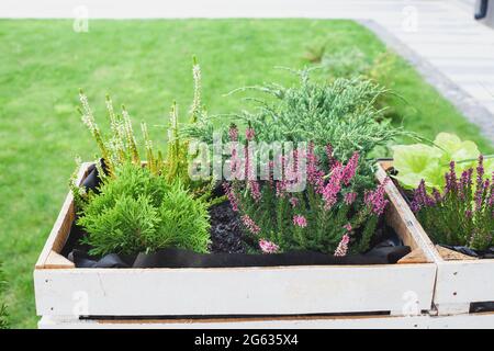 Thuja, Heide und grüner Wacholder in Holztopf. Calluna vulgaris weiße und rosa Blüten und immergrüner Juniperus-Busch, der in Holzkiste wächst. Anders Stockfoto