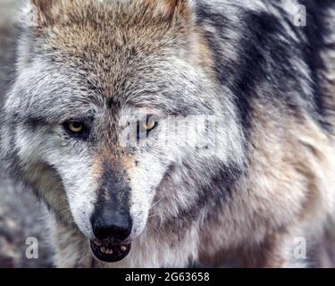 Mexikanischer grauer Wolf (Canis lupus baileyi) Stockfoto