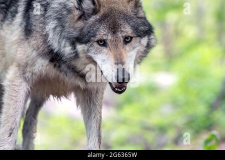 Mexikanischer grauer Wolf (Canis lupus baileyi) Stockfoto