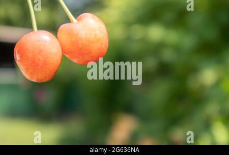 Zwei reife Kirschen, Nahaufnahme. Reife, saftige Beeren. Sommer rote Früchte und Beeren. Zwei reife rote Süßkirschen im Sommer im Garten mit verschwommener Folia Stockfoto