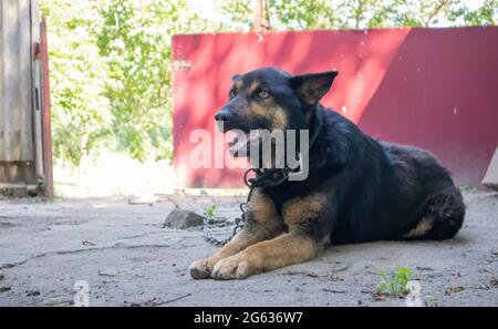 Ein gutherzig reinrassiger Hund auf einer Kette im Hof im Dorf. Im Sommer bewacht ein häusliches Wachtier auf der Straße das Haus an der Leine. Verketteten Hund ein Stockfoto