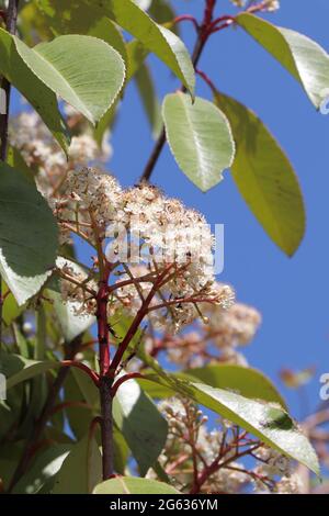 Blüte von Photinia fraseri Red Robin Stockfoto