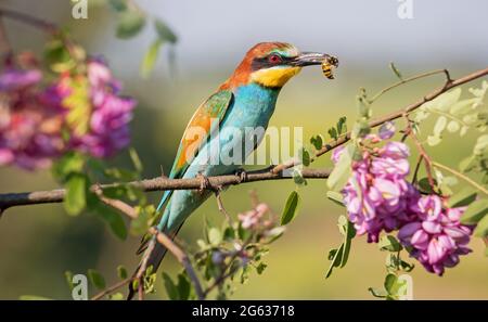 Bienenfresser auf einem Ast mit Wespe im Schnabel Stockfoto