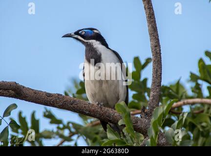 Blauer Honigfresser, (Entomyzon cyanotisbird), auf einem Ast sitzend, nach links blickend, im Garten. Blauer Himmel, Kopierbereich. Queensland, Australien Stockfoto