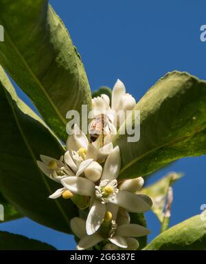 Ansammlung von weißen Blüten von Tahitian Lime Tree (persischer Lime, Bärenlime) in der Wintersonne mit Bienen polieren die Blumen. Queensland, Australien. Stockfoto