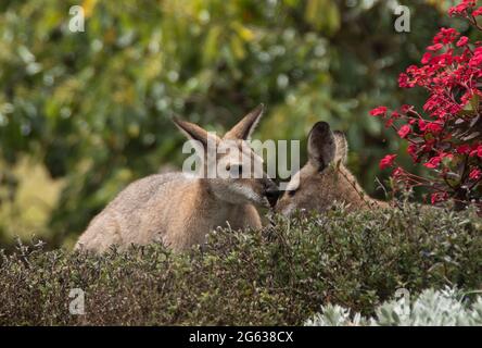 Zwei liebevolle junge, wilde, rothalsige Wallabys (Macropus rufogriseus), die einen australischen Garten auf dem Tamborine Mountain, Queensland, besuchen. Stockfoto