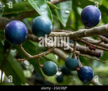 Glänzende, leuchtend blaue Früchte von Blue Quandong (Elaeocarpus angustifolius) im subtropischen Regenwald, Tamborine Mountain, Australien. Frühling. Stockfoto