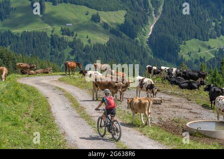 Nette ältere Frau mit Mountainbike trifft auf eine Herde weidender Milchkühe in den Allgäuer Bergen in der Nähe des Dorfes Oberjoch, Allgäuer Gebirge, Bayern Stockfoto