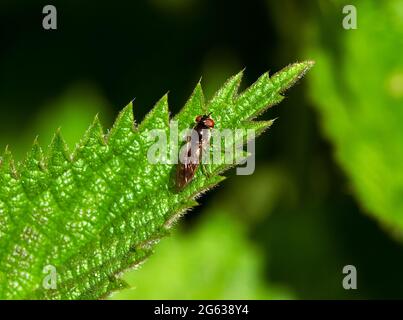 Die Drohne Fly gehört zu den Kleinen der Hoverfly-Familie. Erwachsene trinken Nektar, während die Larven Blattläuse fressen und sollten von Gärtnern ermutigt werden. Stockfoto