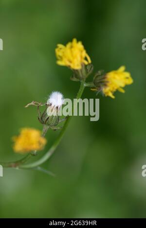 Dandelion mit gelben Blüten und Samenkopf teilweise offen, Bayern, Deutschland Stockfoto