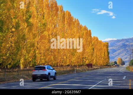 Eine Reihe von Pappelbäumen mit goldenem Herbstlaub an einer Straße in der Region Otago, Südinsel, Neuseeland Stockfoto