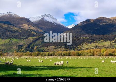 Eine Herde Schafe in einem üppigen Feld auf der Südinsel, Neuseeland, mit den Bergen der südlichen Alpen im Hintergrund Stockfoto