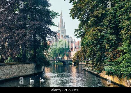 Brügger Kanal mit weißen Schwanen zwischen alten Bäumen mit der Kirche unserer Lieben Frau im Hintergrund. Brügge, Belgien Stockfoto