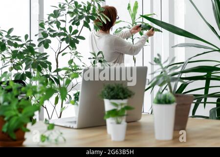 Frau im Gewächshaus kümmert sich mit einem Laptop um Pflanzen in der Nähe ihres Arbeitsplatzes. Stockfoto