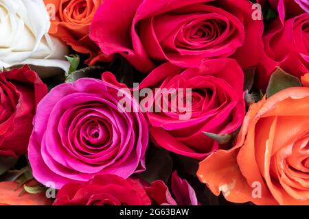 Hintergrundbild von Rosen. Roses eine Draufsicht. Farbige frische Pastellrosen. Rosa und Rosenrosen. Hintergrundbild von Rosen. Farbige frische lebendige Farbe Blumen Stockfoto
