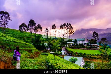 Nanu Oya, Nuwara Eliya, Sri Lanka - 14 2016. September: Ein Tourist spazierte unter Sonnenuntergang entlang der Bergkette und der Teepflanze. Stockfoto