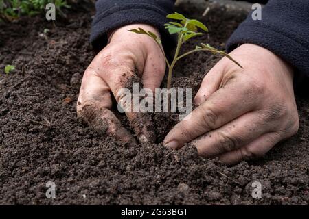 Tomatensämlinge werden im Gemüsegarten gepflanzt Stockfoto