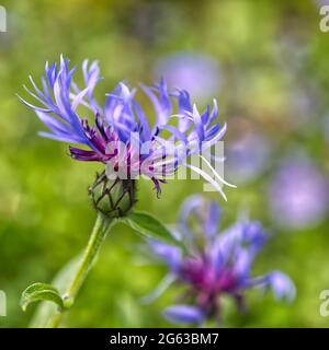 Centaurea cyanus Stockfoto