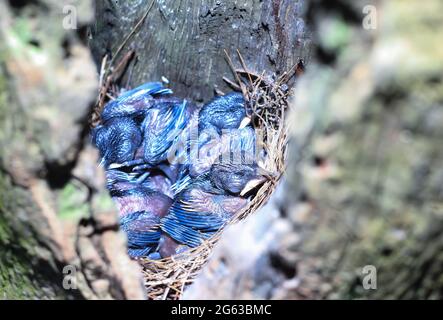 Orientalischer Elster-Rotkehlchen-Vogel neugeborenes Baby auf Nest und wartet auf Mutter. Stockfoto