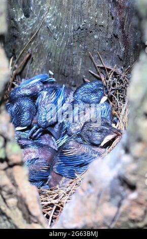 Orientalischer Elster-Rotkehlchen-Vogel neugeborenes Baby auf Nest und wartet auf Mutter. Stockfoto