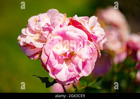 Zartes Rosa der „Weisen Frau“-Blume der Hybrid-Teerose Stockfoto