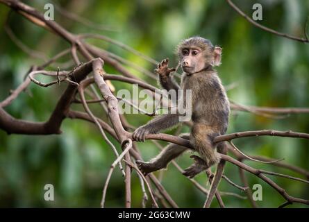 Selektive Fokusaufnahme eines kleinen oliva Pavians, der auf Ästen in Tanzan sitzt Stockfoto