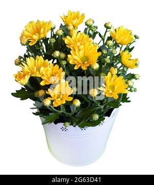 Bouquet von gelben Chrysanthemen isoliert auf weißem Hintergrund. Chrysantheme Blume in einer Vase. Stockfoto