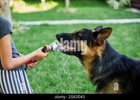 Kleines Mädchen sprüht etwas Wasser aus dem Schlauch für ihren Hund Schäferhund an einem heißen Sommertag im Hinterhof zu Hause, verspielt, Hund versucht, Wasser aus ga zu fangen Stockfoto